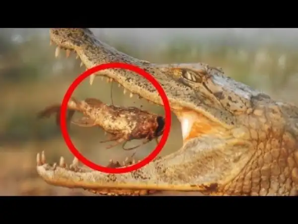 Video: 15 INCREDIBLE Mutual Animal Relationships